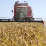 SEPTEMBER means RICE HARVEST!