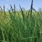 THE RICE BEGINS TO FLOWER!