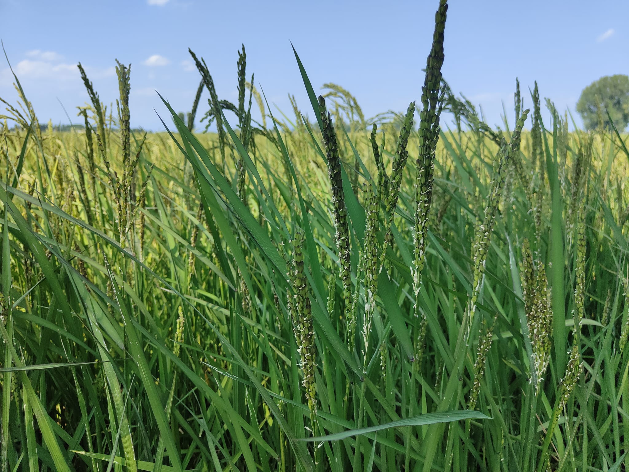 THE RICE BEGINS TO FLOWER!